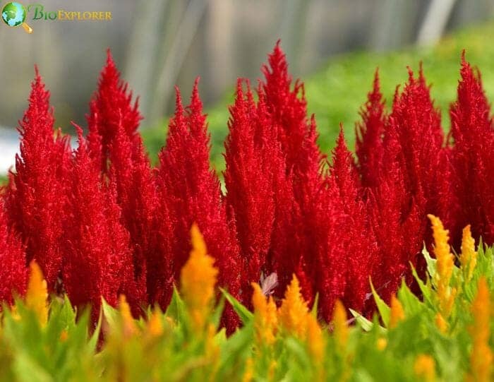 Bright Red Celosia Flowers