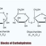 Building Blocks of Carbohydrates