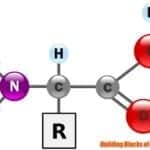 Building Blocks of Protein