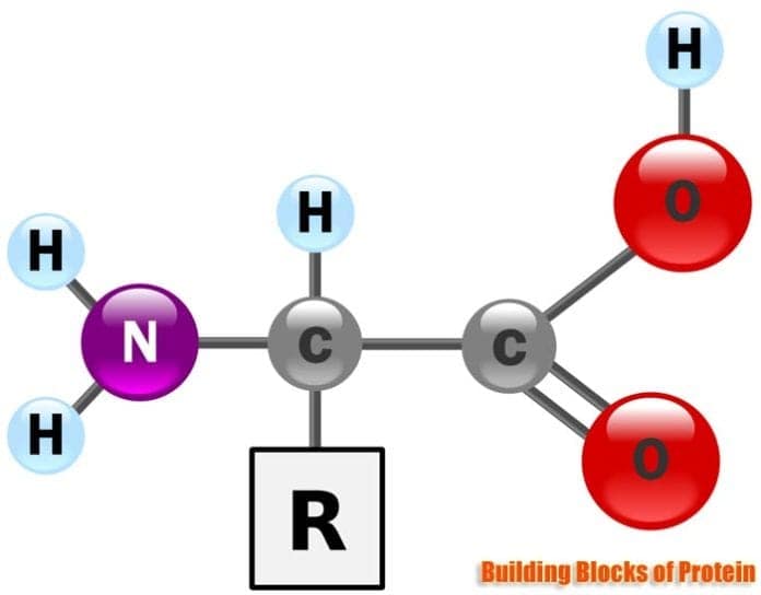 Building Blocks of Protein