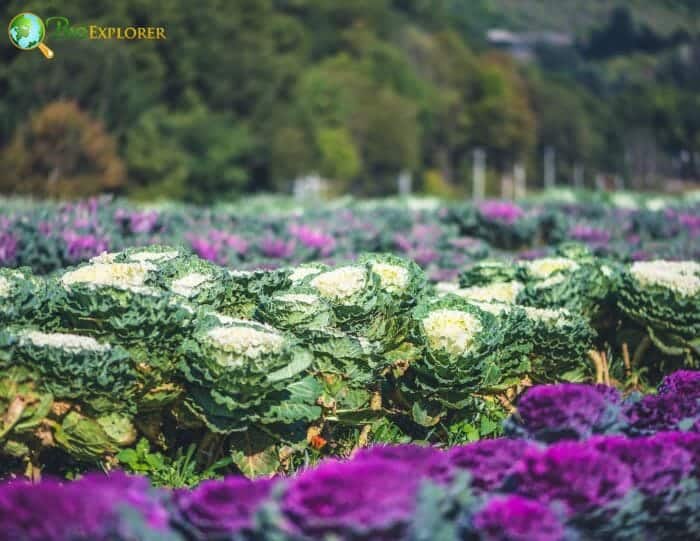 Cabbage Flowers