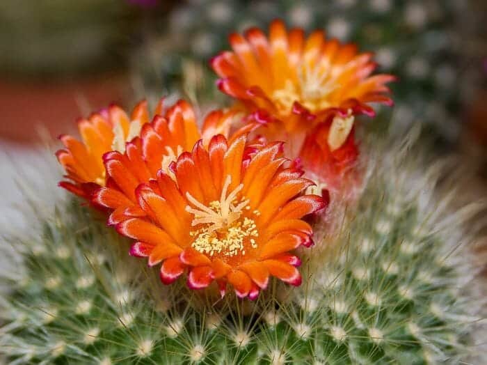 Cactus Flower