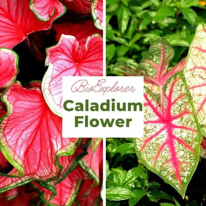 Caladium