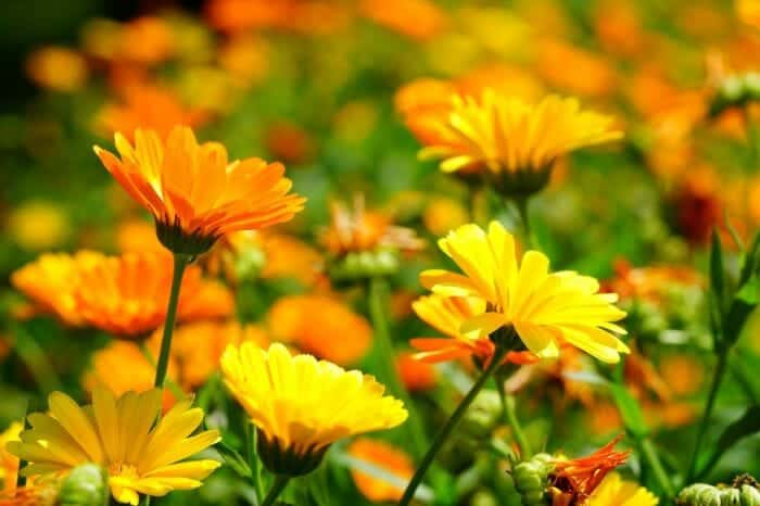 Calendula Flowers