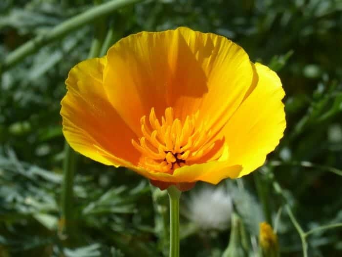 California Poppy Flower