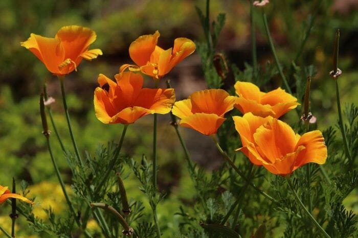 California Poppy Flower Plants