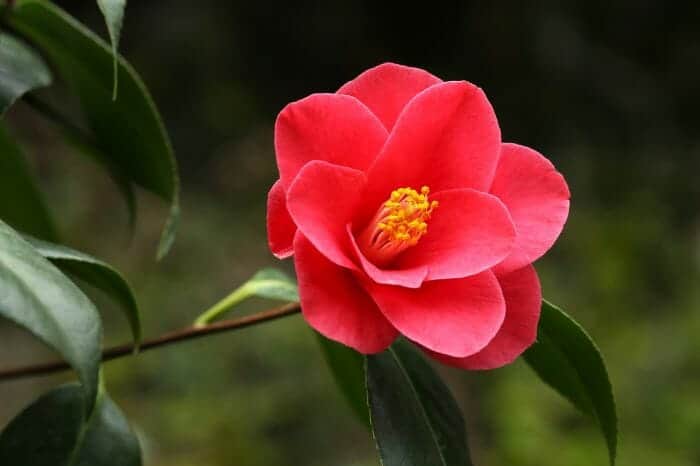 Camellia Flower