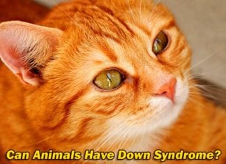 Can Animals Have Down Syndrome?