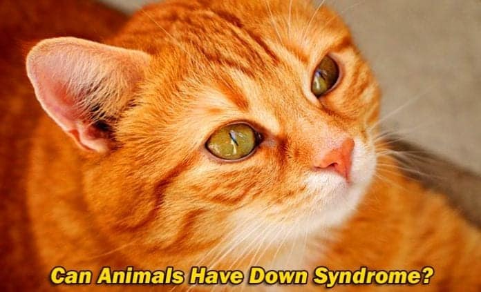 Can Animals Have Down Syndrome?