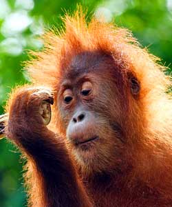 Canopy Layer Animals