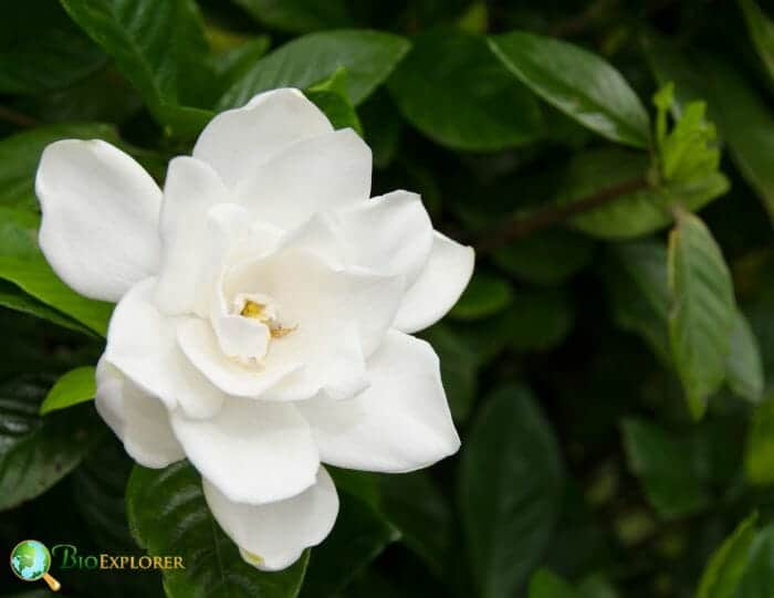 Cape Jasmine