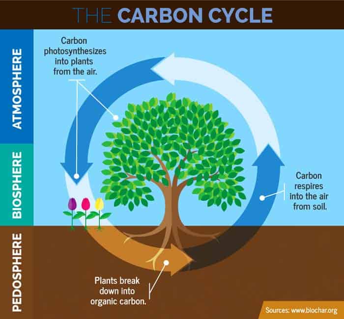 Carbon Cycle Biosphere