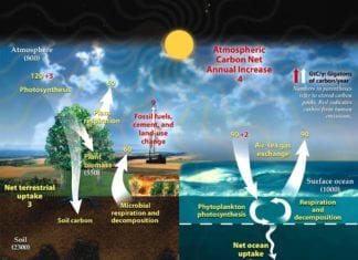 Carbon Cycle Steps