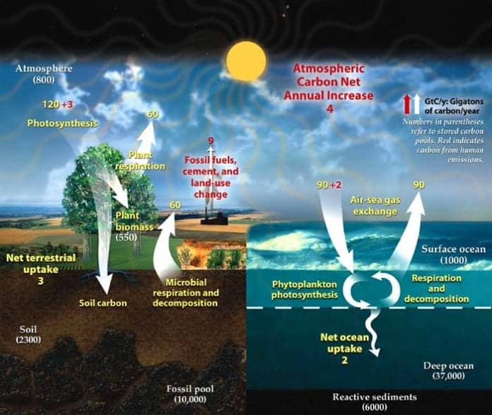 Carbon Cycle Steps