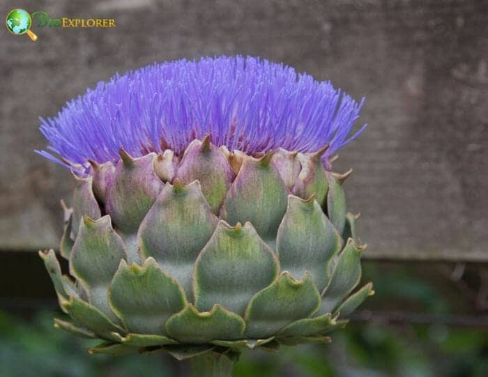 Cardoon Flower