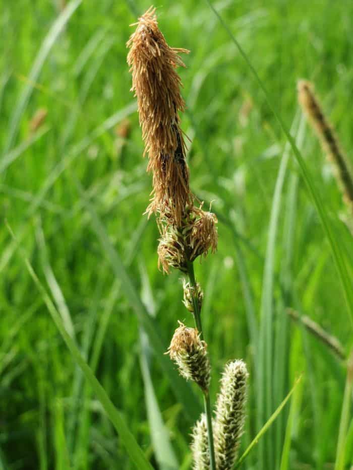 Carex Flowering Plants