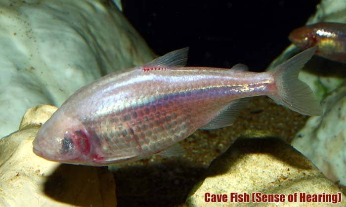 Cavefish (Sense of Hearing)