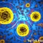 Top Cell Biology News In 2017