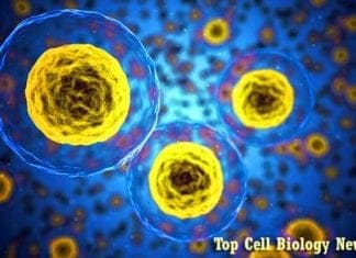 Top Cell Biology News In 2017