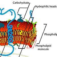 Cellular Organization: Exploring The Cell | BioExplorer.Net