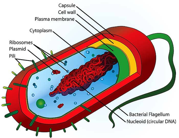 Cell Theory (parts of an animal cell)