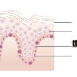 Cells of the Epidermis