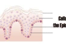 Cells of the Epidermis