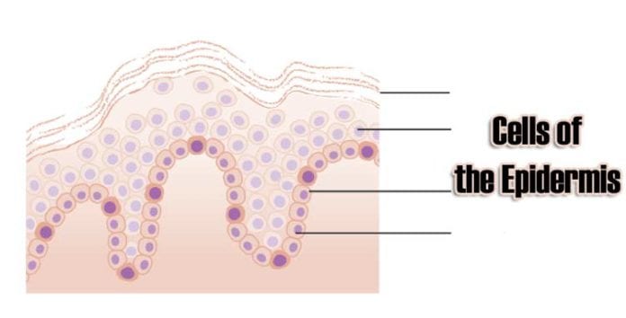 Cells of the Epidermis