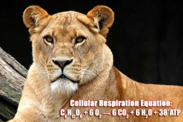 Cellular Respiration Equation (C6H12O6 + 6 O2 → 6 CO2 + 6 H2O + 38*ATP)