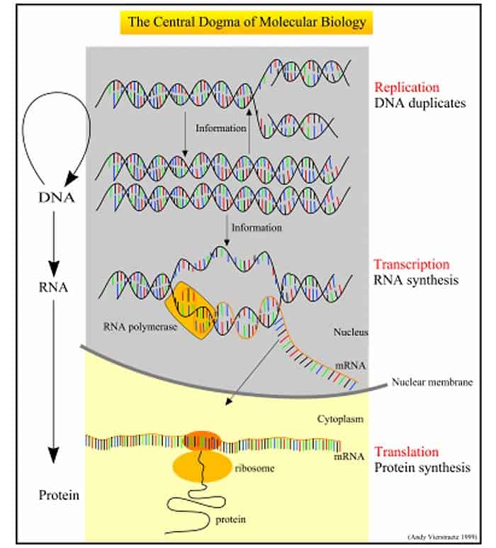 The Central Dogma of Molecular Biology