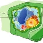 Central Vacuole In Plant Cells