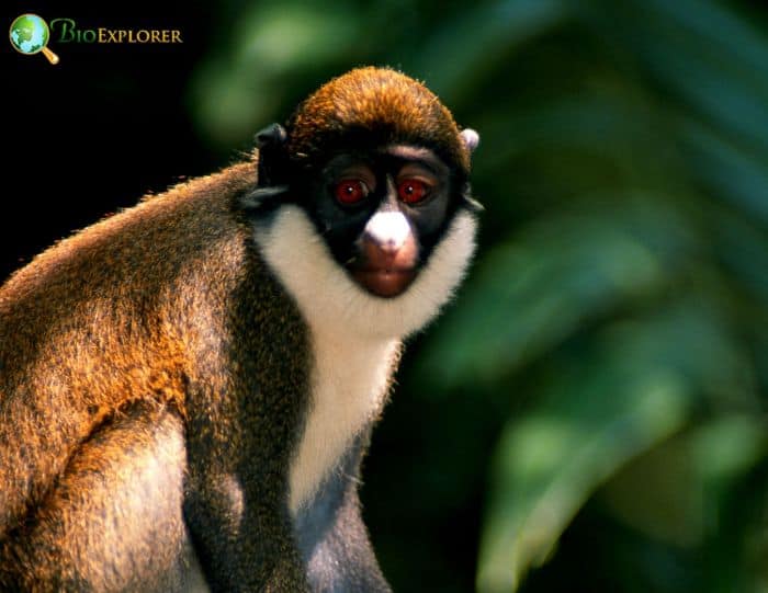 Cercopithecus Petaurista