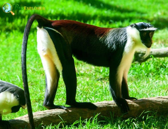 Cercopithecus Roloway