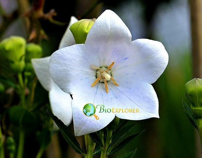 Chinese Bell Flower