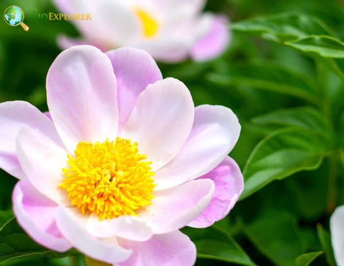 Chinese Peony 