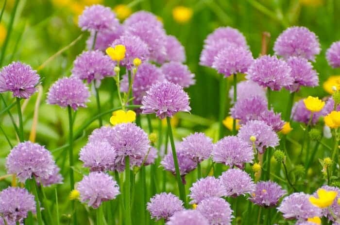 Chives Flower Plants