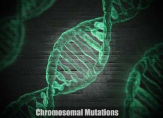 Chromosomal Mutations