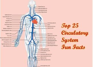 circulatory system fun facts