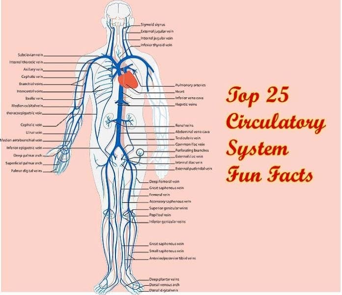 circulatory system fun facts