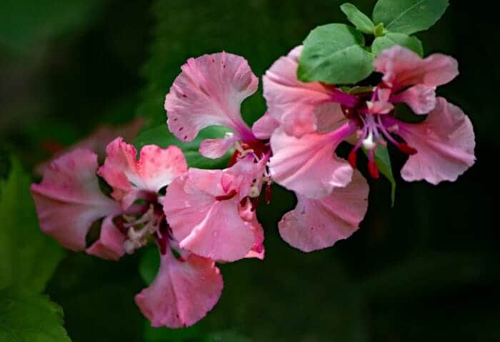 Clarkia Unguiculata Flowers