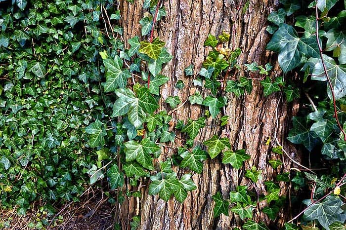 Climber Ivy Plant