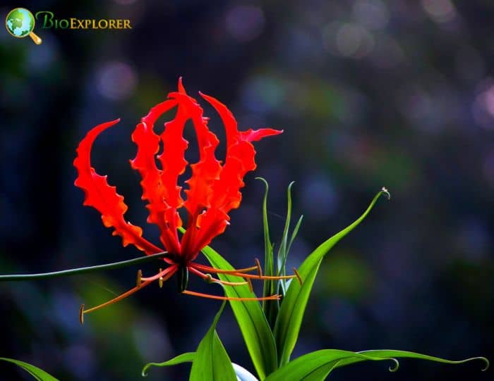 Climbing Lily 