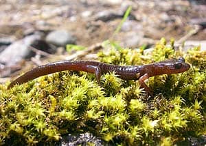 Clouded Salamander