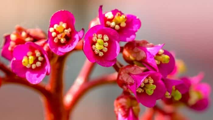 Cobbler Flower