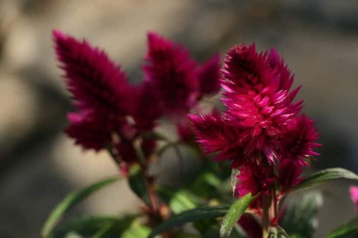 Cockscomb Flower