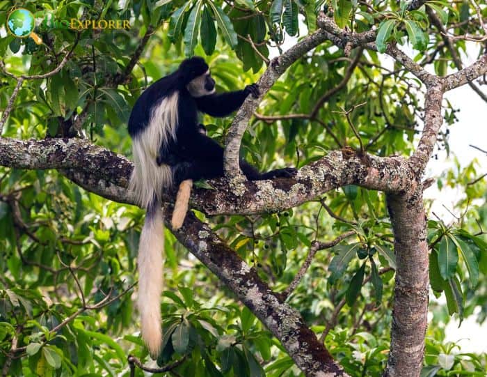 Colobus Caudatus