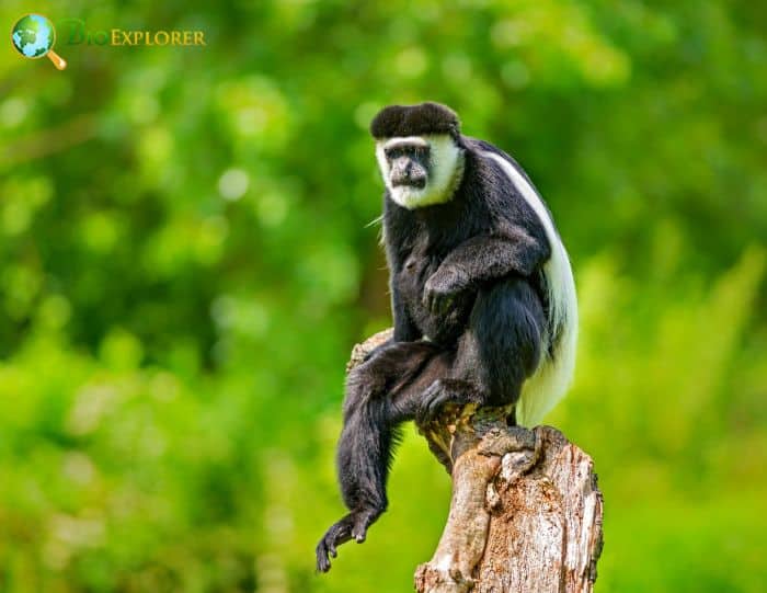 Colobus Guereza