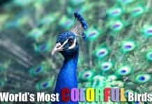 colorful birds list