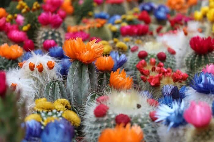 Colorful Cactus Flowers