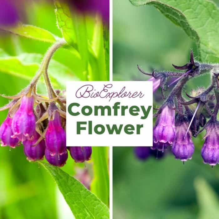 Comfrey